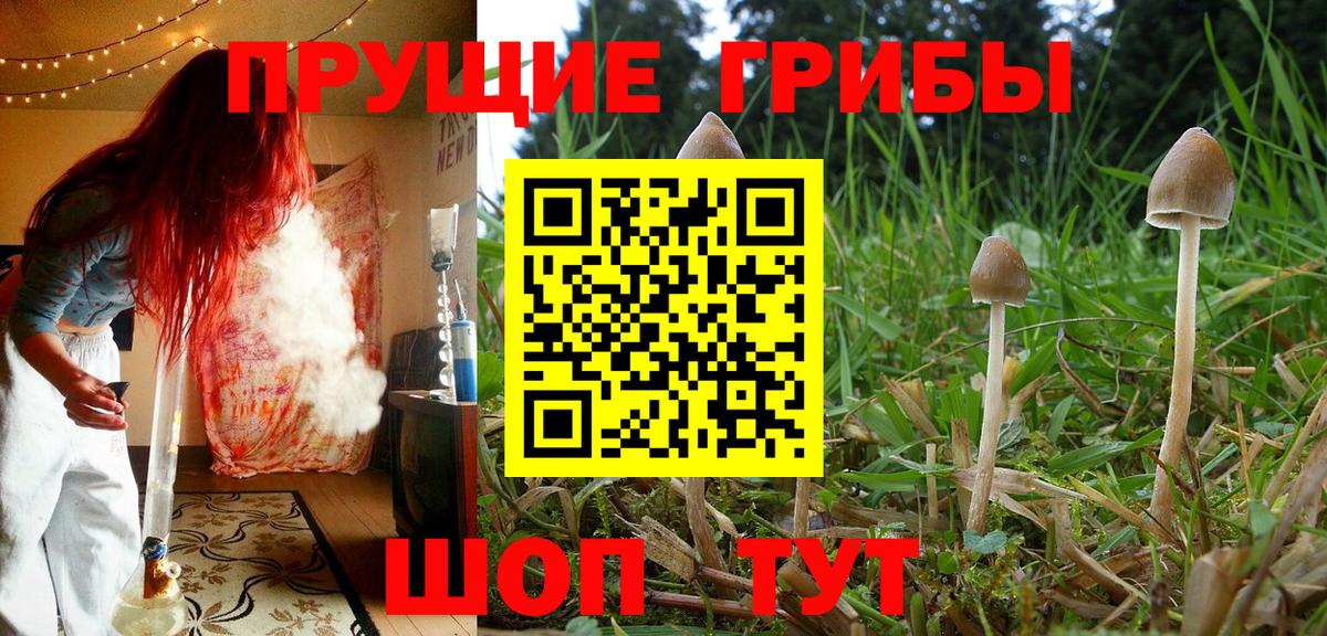 Галлюциногенные грибы GOLDEN TEACHER  Вход с VPN  цены   Луга 